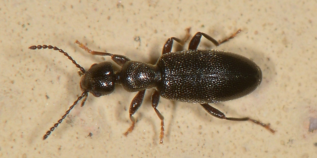 Anthicidae:  Anthicus niger
